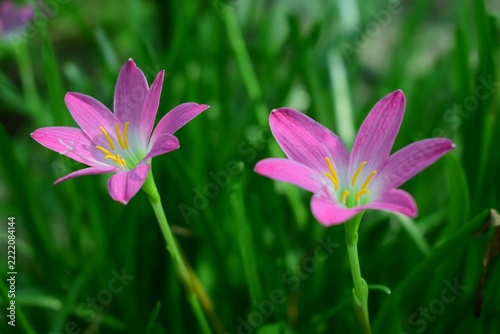 Pair of vibrant pink rain lily flowers blooming amidst lush green garden foliage.