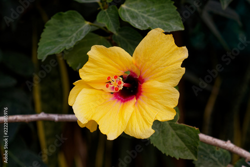 Hibiscus flower in bloom