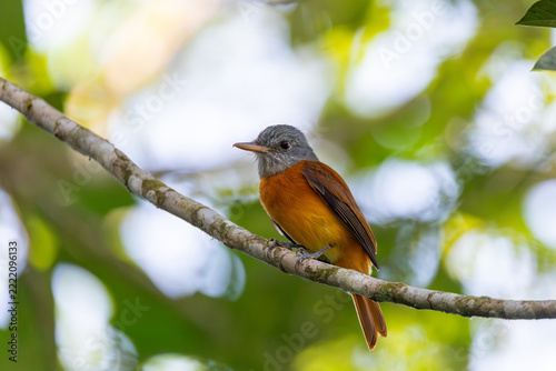 Bird Rufous-tailed Attila (Attila rufus), Paraty, Brazil