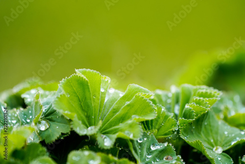Green leaves of lady's mantle with raindrops. Close-up of the plant. Alchemilla.

