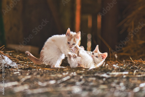 Two small kittens play together in a warm rustic barn setting