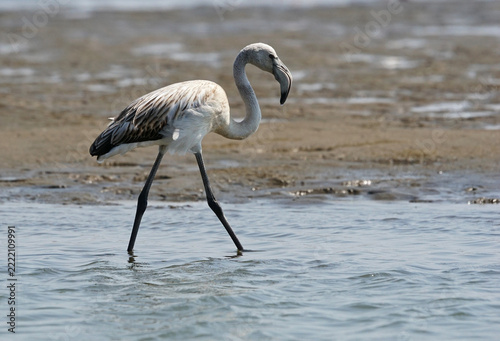 Flamingos at a lagoon in Namibia