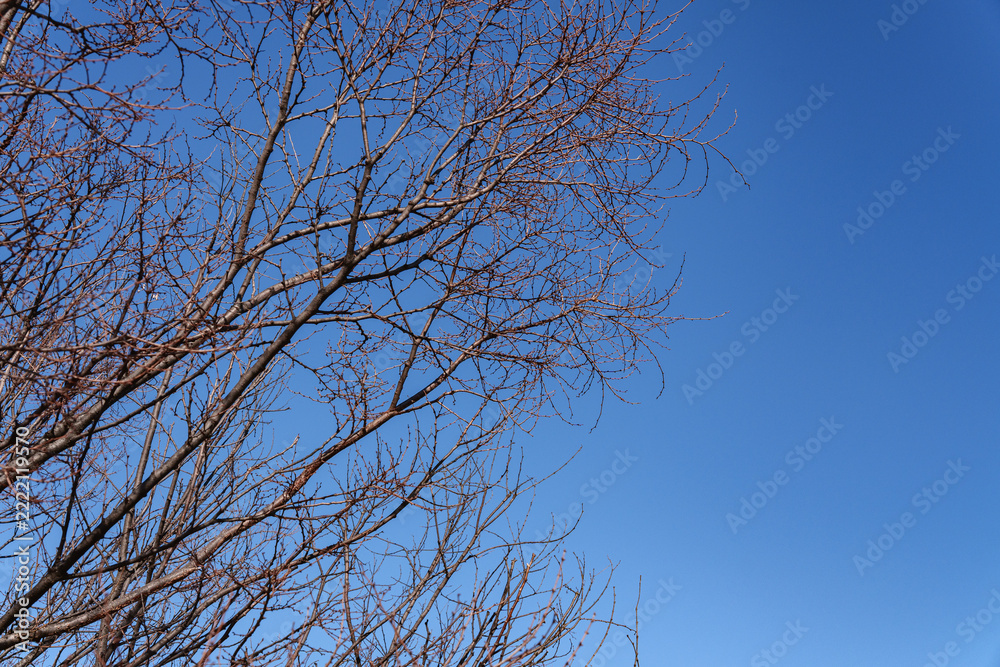 Obraz premium Leafless Tree Branches Spread Across a Clear Blue Sky