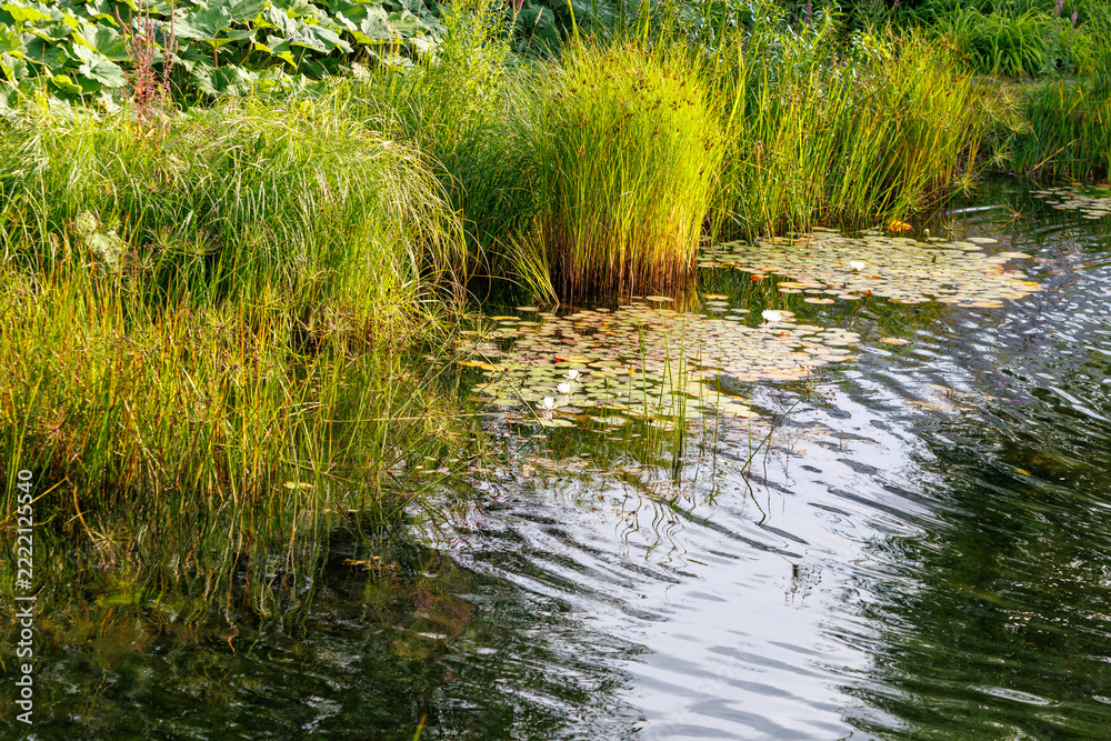 Fototapeta premium Glowing reeds line a calm, sun-dappled pond