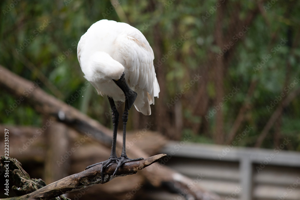 Fototapeta premium the royal spoonbill is perched on a branch