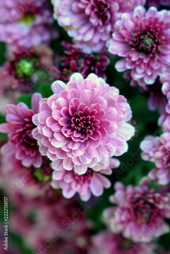 close up of pink chrysanthemum
