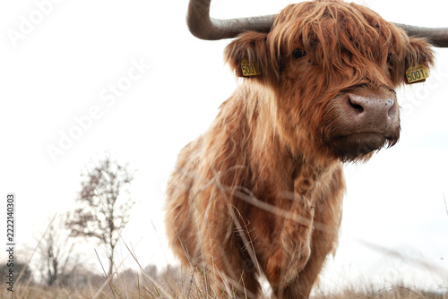 Portrait of Highland cattle cow 