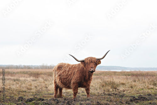 Highland cattle cow standing on a field