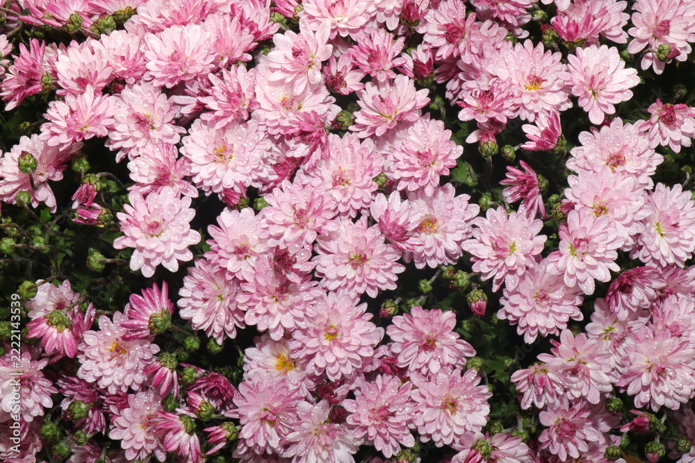 Fototapeta premium Pink Chrysanthemum Flowers Covered with Water Droplets in Full Bloom, Beautiful Autumn Floral Background