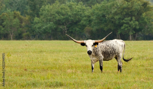 Obraz na plátně Longhorn cow standing in the field near Beaumont, Texas