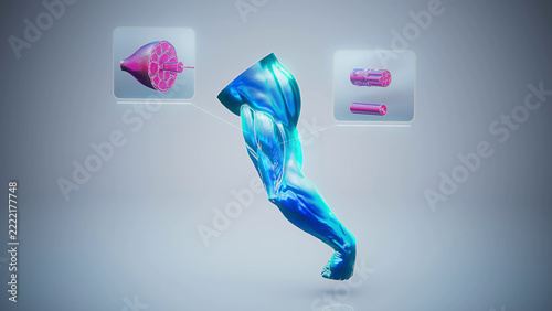 Conceptual 3D illustration of triceps muscle anatomy in the human arm