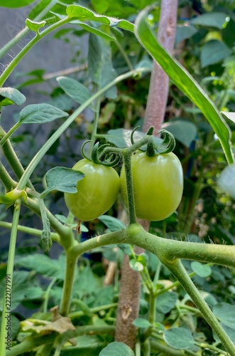 green tomato on the vine
