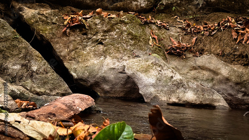 Small forest stream flowing between mossy rocks and dry fallen leaves in a natural landscape.