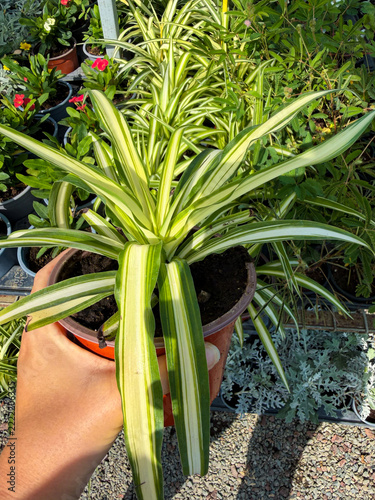 Hand holding a potted flower at a garden center