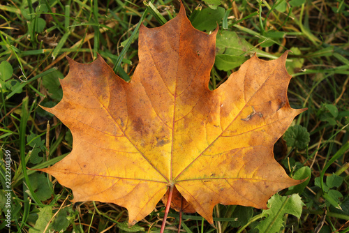 Yellow autumn maple leaf on green grass