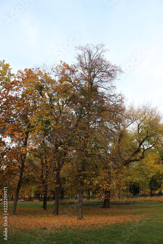 Beautiful autumn park with colorful yellow trees