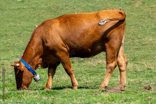 Brown cow grazing fresh green grass, wearing a blue collar with a bell in a sunny pasture