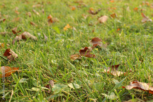 Fallen brown autumn leaves on green lawn