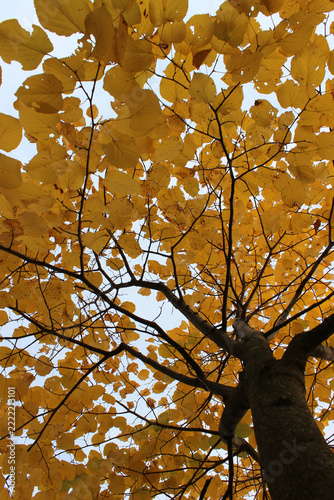 Looking up into golden yellow autumn canopy