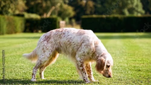English Setter Dog Standing Proudly on a Lush Green Lawn Outdoors.