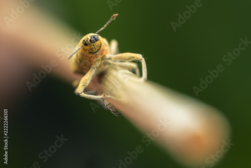 Frontal portrait of a yellow weevil with long antennae and snout climbing a plant stem with green background