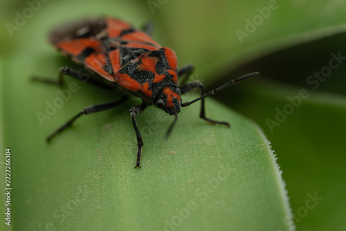  Red and black bug walking on a green leaf in macro close-up with blurred background