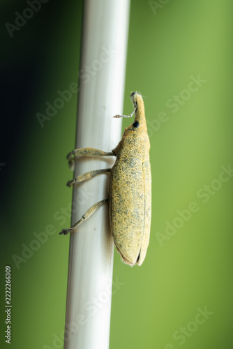 Side view of a yellow weevil clinging to a white reed stem with long snout on a green background, vertical
