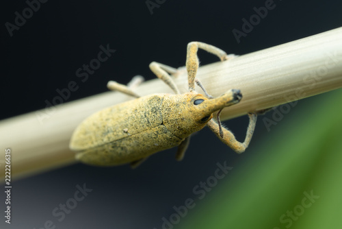 Yellow weevil covered in pollen walking along a dry stem with dark background and soft green bokeh