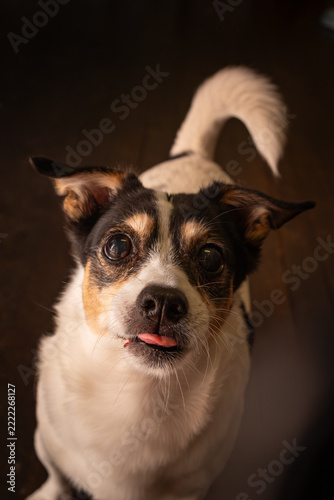 Fox Terrier