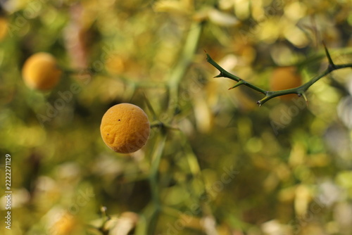 Trifoliage orange, poncirus, Citrus trifoliata