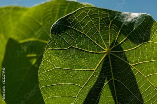 Leaf Texture
