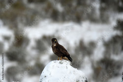 aguila ratonero