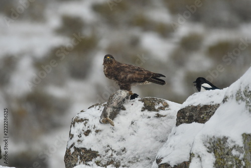aguila ratonero