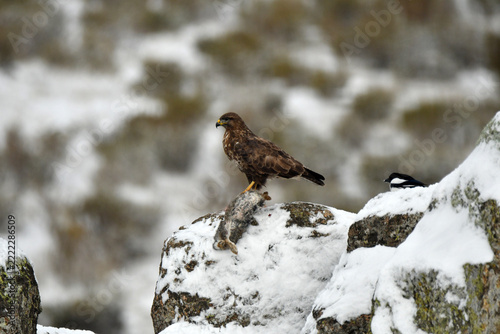 aguila ratonero