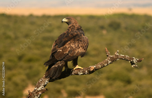 aguila real