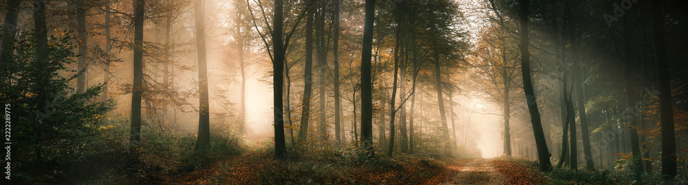 Naklejka premium Magical panoramic nature scenery with mysterious light mood in a foggy forest in autumn, with a beam of sunlight illuminating two separate paths