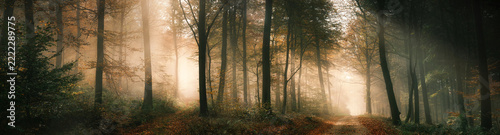 Magical panoramic nature scenery with mysterious light mood in a foggy forest in autumn, with a beam of sunlight illuminating two separate paths