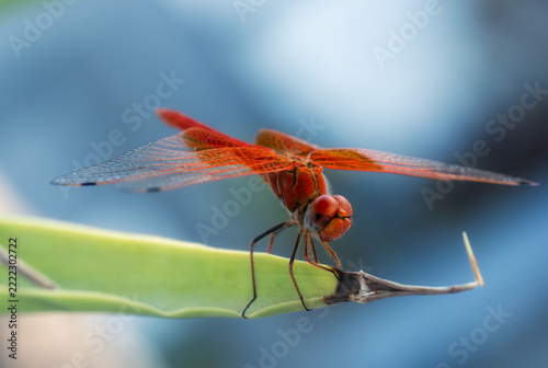 Red dragonfly perched on the tip of a green leaf with spread wings and big eyes against a soft blue blurred background