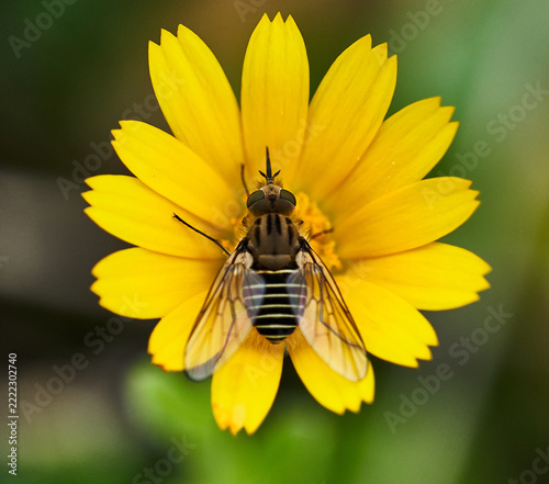 Top view of a striped bee fly with transparent wings feeding on a bright yellow flower with green blurred background