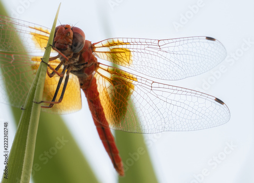 Red dragonfly seen from below clinging to a green plant blade with backlit transparent wings and amber patches against a pale sky