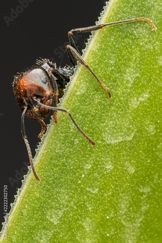  Close-up of a red and black ant with long antennae climbing the serrated edge of a green leaf against a dark background, vertical
