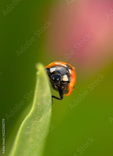 Seven-spot ladybug with water drops on its orange shell resting on the tip of a green leaf against a pink and green background, vertical