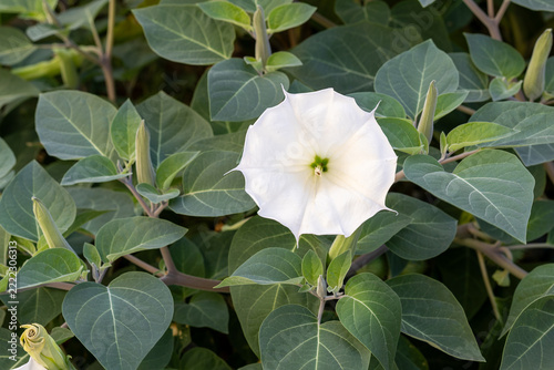 Close-up of white Datura flowers
