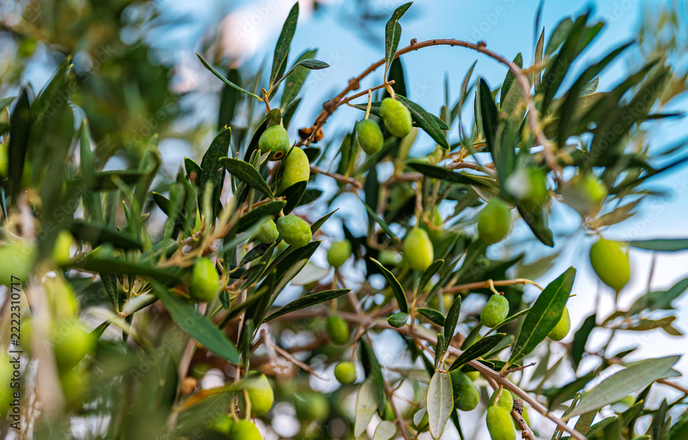 Fototapeta premium Unripe olives growing densely on olive tree.