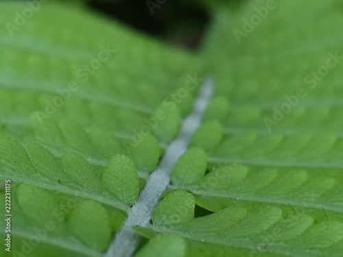 green leaf with water drops