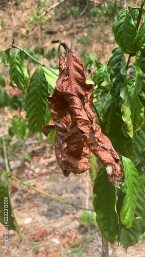 Obraz na plátně A brown leaf that is about to fall, distinct from the others.