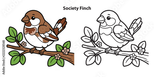 Society finch bird illustration with color and line art version for