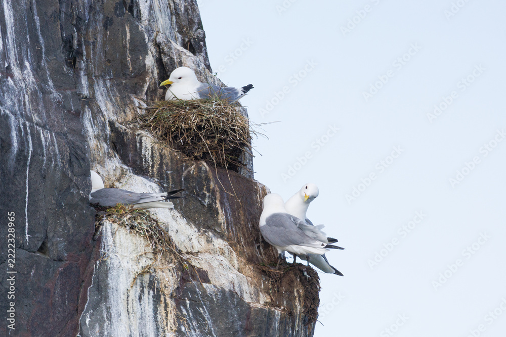Fotografie Black legged kittiwakes nesting on cliffs