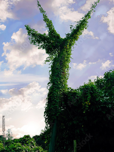 Funny green tree on the sky