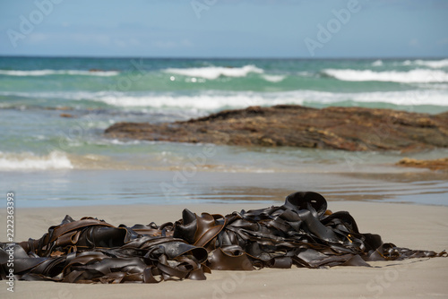 Seaside with leathery seeweed, New Zealand